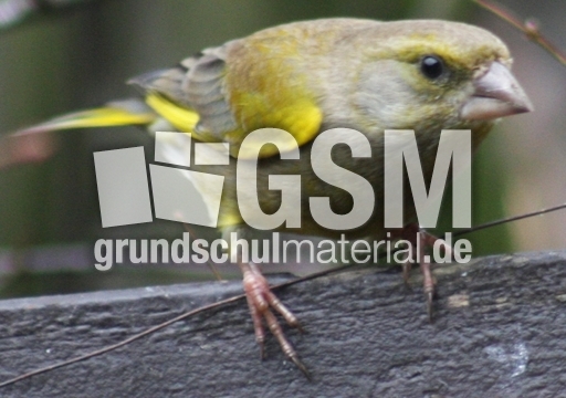 D-Grünfink-33.jpg